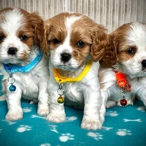 King Charles Cavalier Puppies for Sale | PostAds PH