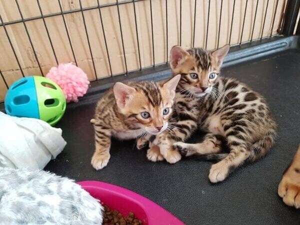 3 Bengal kittens 2 male 1 female