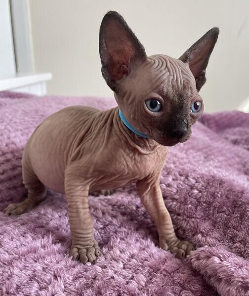 Sphynx kitten's ready
