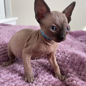 Sphynx kitten's ready | PostAds PH