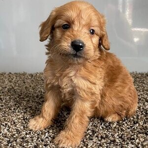 Goldendoodle Puppies | PostAds PH
