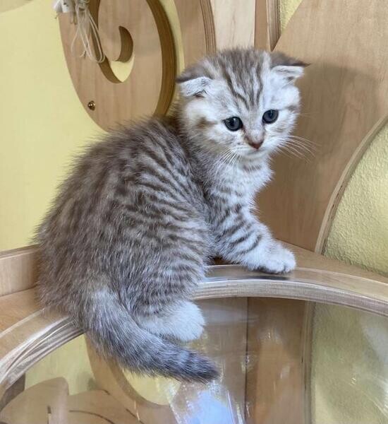 Scottish Fold Kittens
