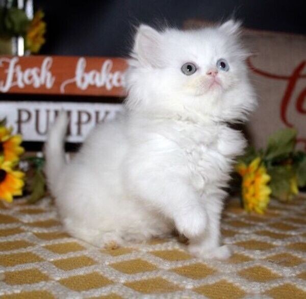 Munchkin kittens