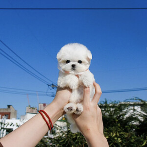 Tea Cup Maltese very Funny | PostAds PH