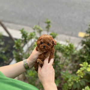 Tea Cup Toy Poodles siblings | PostAds PH