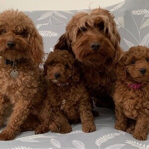 Cockapoo puppies now available | PostAds PH