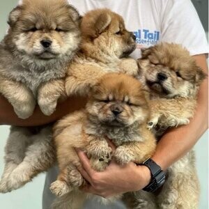 Chow chow Puppies | PostAds PH