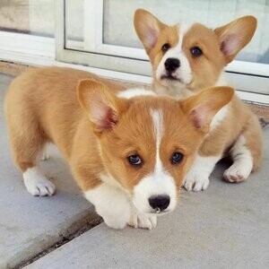 Welsh Corgi Pembroke | PostAds PH