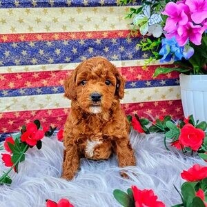 DEEP RED TOY POODLE | PostAds PH