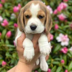 well trained Beagle puppies looking for a caring home | PostAds PH
