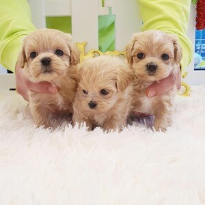 Maltipoo puppies | PostAds PH