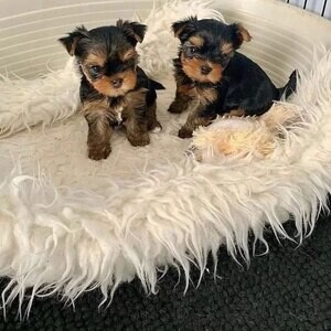Yorkie puppies | PostAds PH