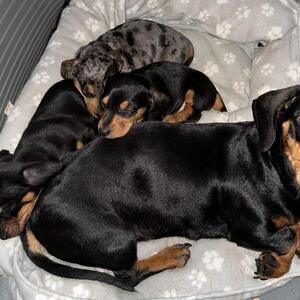 Miniature Dachshund puppy | PostAds PH