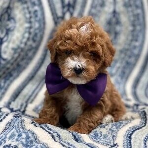 Cockapoo puppy available | PostAds PH