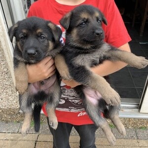 German Shepherd puppies | PostAds PH