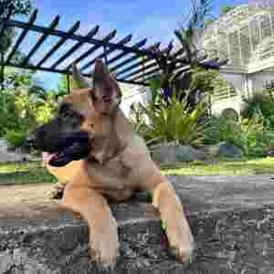 Belgian Malinois Puppy for sale Philippines | PostAds PH