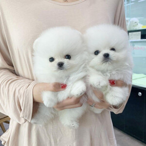 Christmas Gift Pomeranian | PostAds PH