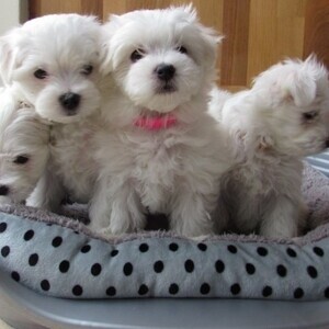 Cute Maltese puppies for sale. | PostAds PH