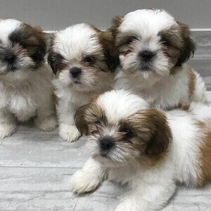Shih tzu puppies | PostAds PH