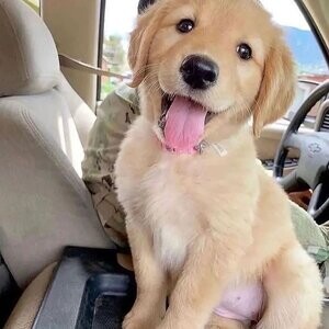 Golden retriever puppies viber:+63-945-413-6749 | PostAds PH