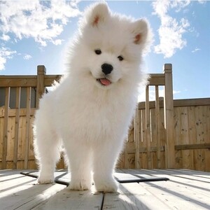 Samoyed puppies Viber:+63-945-413-6749 | PostAds PH