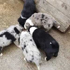 Border Collie puppies, | PostAds PH