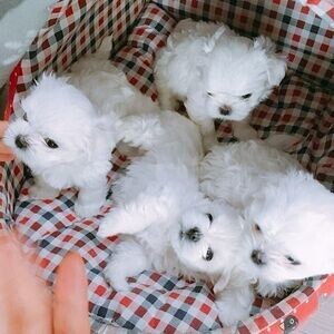 Adorable outstanding Maltese puppies, | PostAds PH