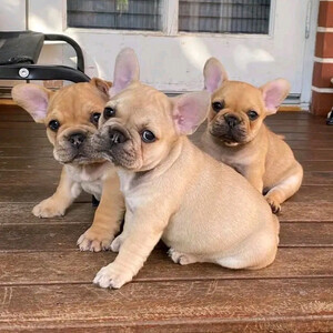 Beautiful french bulldog puppies | PostAds PH