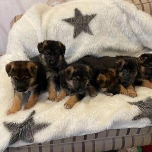 Beautiful German Shepherd puppies, | PostAds PH