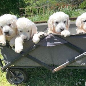 Beautiful Golden Retriever , | PostAds PH