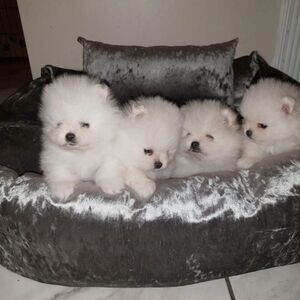 Beautiful Pomeranian puppies available. | PostAds PH