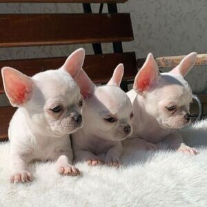 Beutifull Chihuahua Puppies for Rehoming | PostAds PH