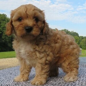 maltipoo puppies viber:+63-945-413-6749 | PostAds PH