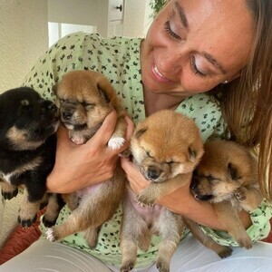 Shibainu puppies for sale | PostAds PH