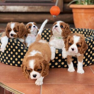 Cavalier King Charles Spaniel | PostAds PH