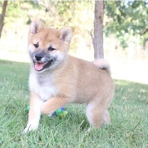 Shiba Inu Puppies viber:+63-945-413-6749 | PostAds PH
