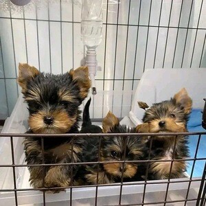 Yorkie puppies for sale | PostAds PH