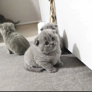 Scottish Fold kittens available now | PostAds PH