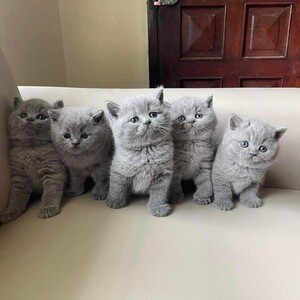British shorthair kittens ready now | PostAds PH