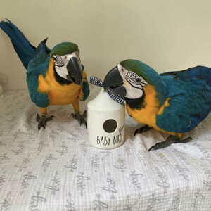 Pair of Blue and Gold Macaw parrots | PostAds PH