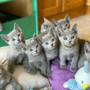 Russian Blue kittens available now | PostAds PH