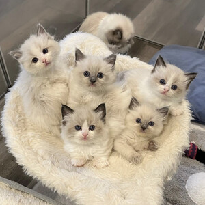 Ragdoll kittens for pet lovers | PostAds PH