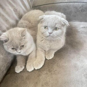 Male and female Scottish Fold kittens | PostAds PH