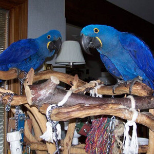 Tamed Hyacinth Macaw parrots for sale | PostAds PH
