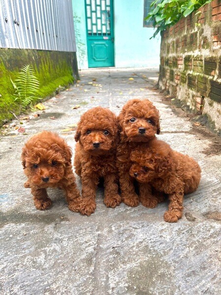 Poodle puppies for sale 