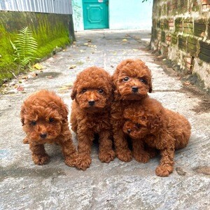 Poodle puppies for sale | PostAds PH