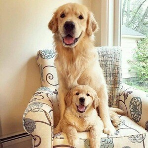 Golden retriever puppies | PostAds PH