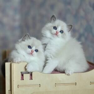 Ragdoll kittens ready to go | PostAds PH