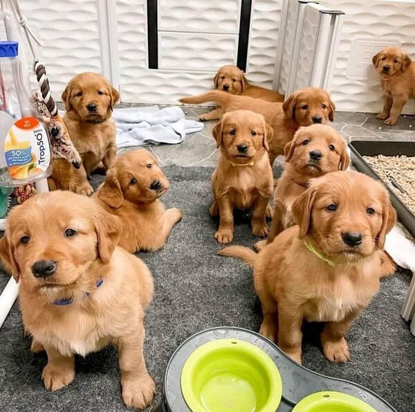 Labrador puppies for sale 