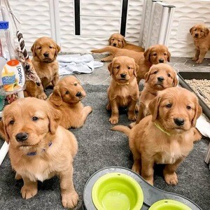 Labrador puppies for sale | PostAds PH
